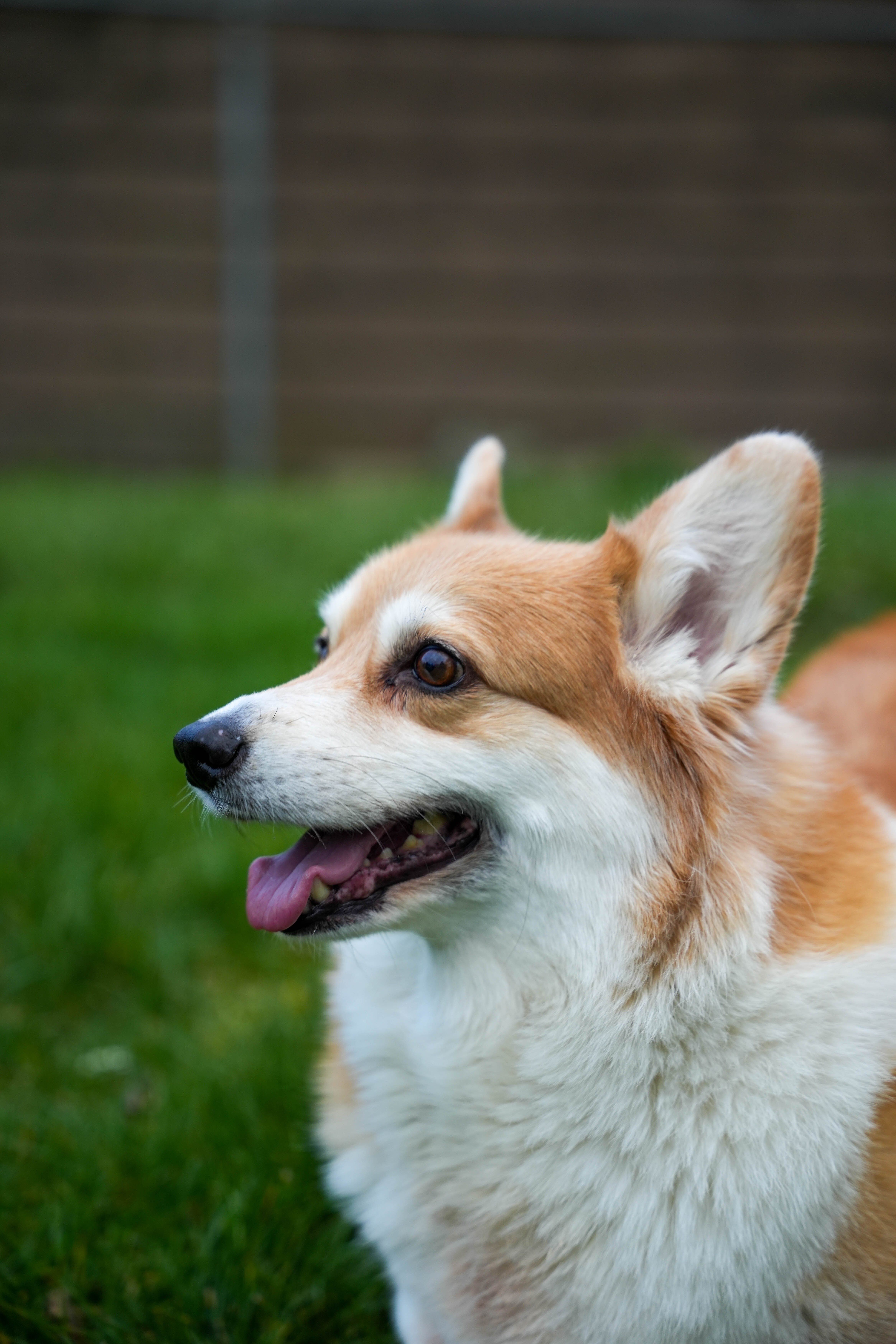 Hoku the corgi